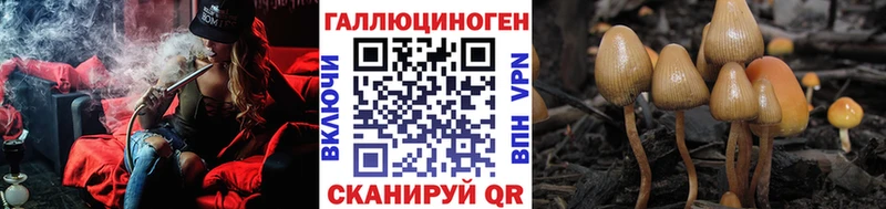 где найти   Выборг  Галлюциногенные грибы GOLDEN TEACHER 